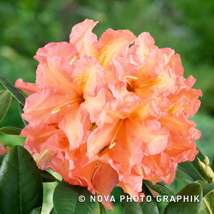 Rhododendron ‘Tortoiseshell Orange’