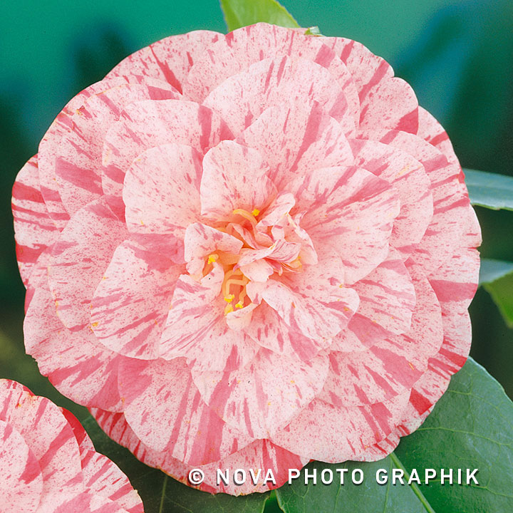 Camellia japonica ‘William Bartlett’