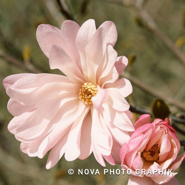 Magnolia stellata ‘Rosea’