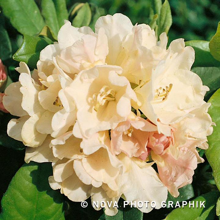 Rhododendron yakushimanum ‘Golden Torch’