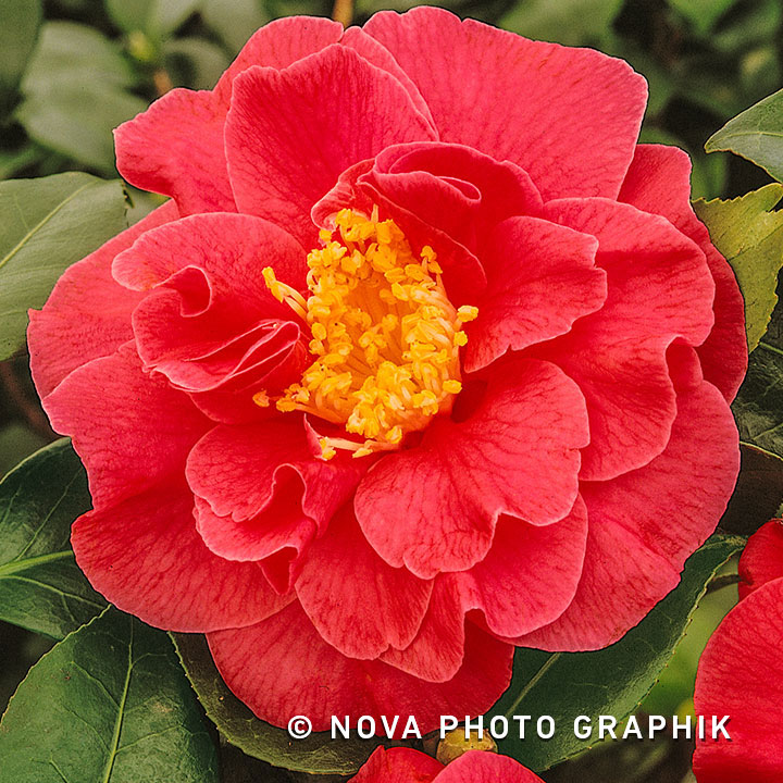 Camellia japonica ‘Blood of China’