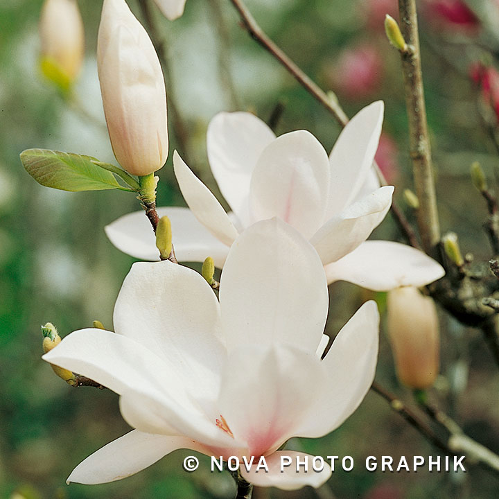 Magnolia soulangeana ‘Alba Superba’