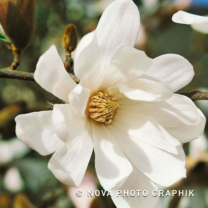 Magnolia stellata