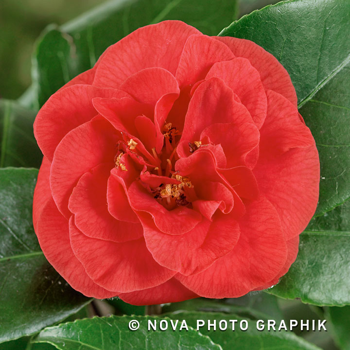 Camellia japonica ‘Lady Campbell’