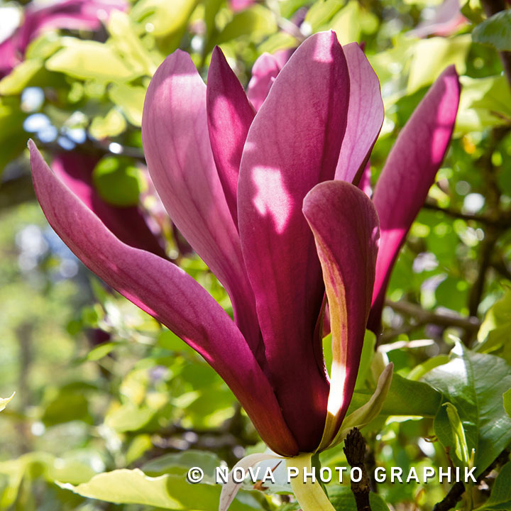Magnolia liliiflora ‘Nigra’