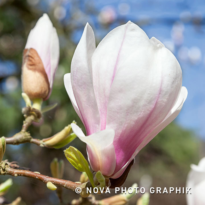 Magnolia soulangeana