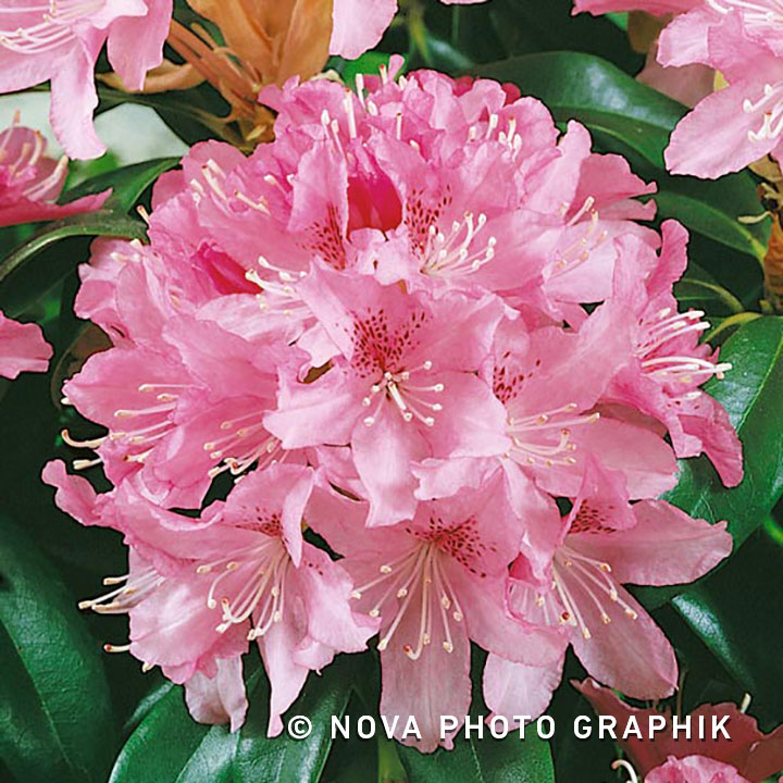 Rhododendron ‘Cheer’