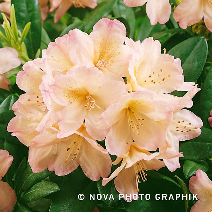 Rhododendron yakushimanum ‘Grumpy’