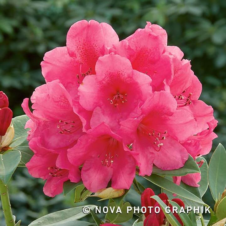 Rhododendron ‘Anna Rose Whitney’