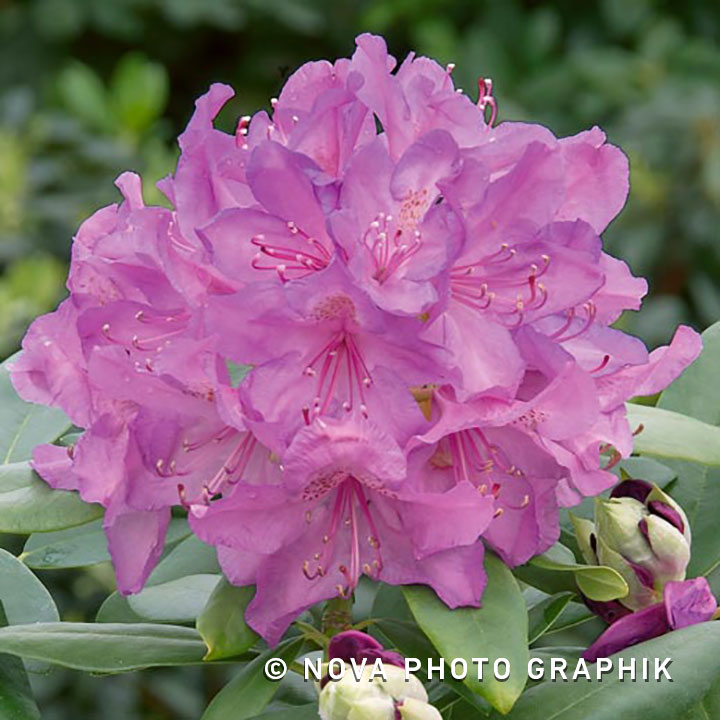 Rhododendron catawbiense ‘Boursault’