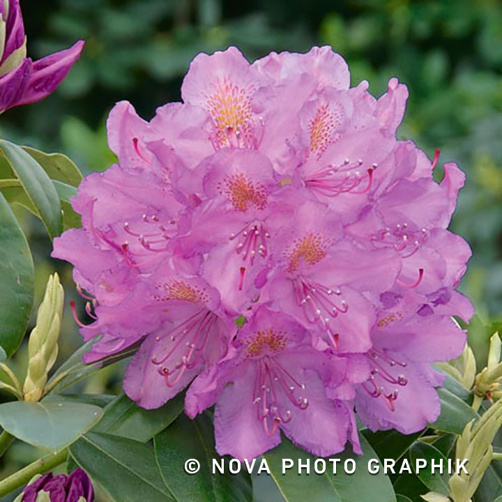 Rhododendron ponticum