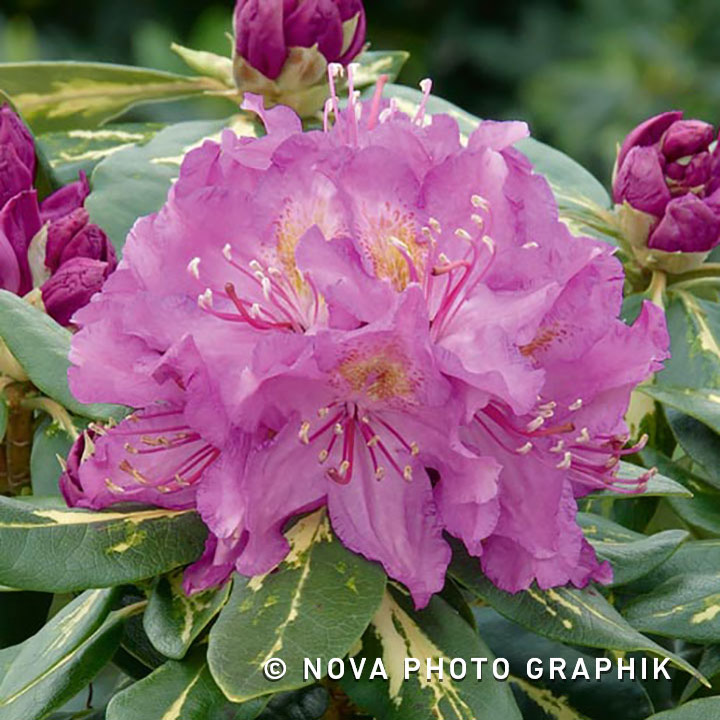 Rhododendron ‘Gold Flimmer’