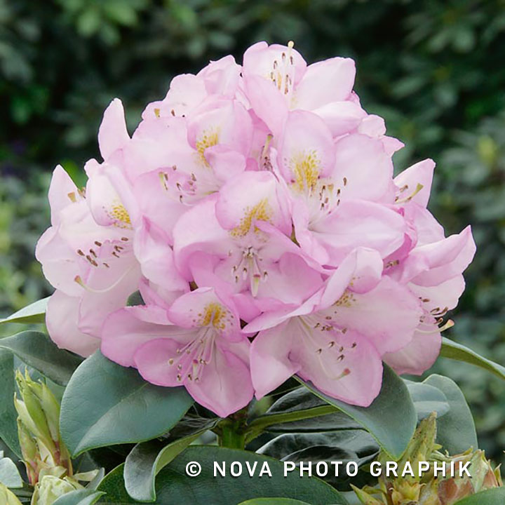 Rhododendron ‘Gomer Waterer’