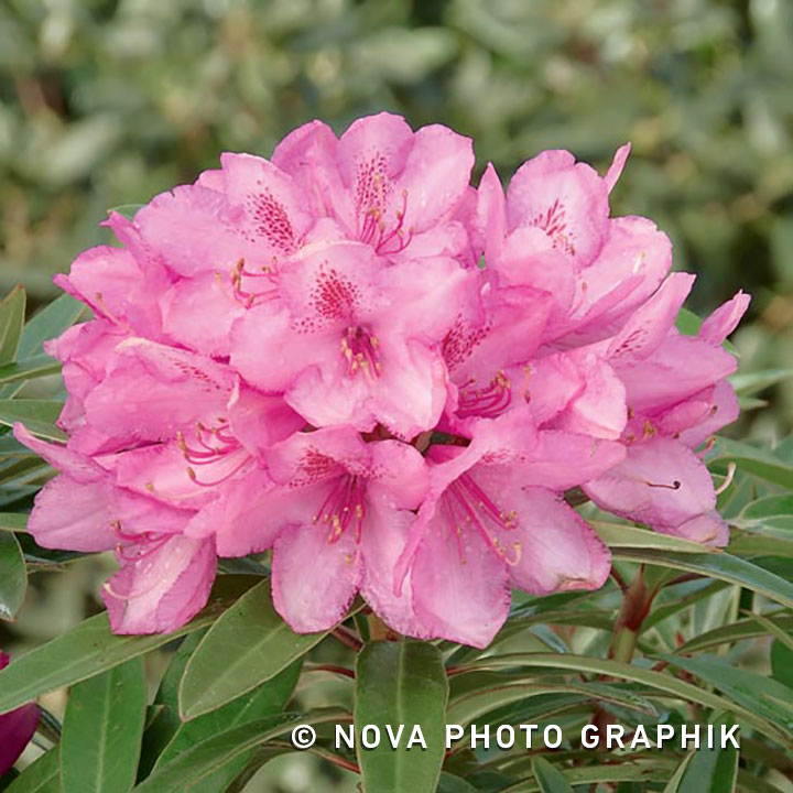 Rhododendron ponticum ‘Graziella’