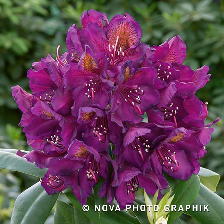 Rhododendron ‘Marcel Menard’