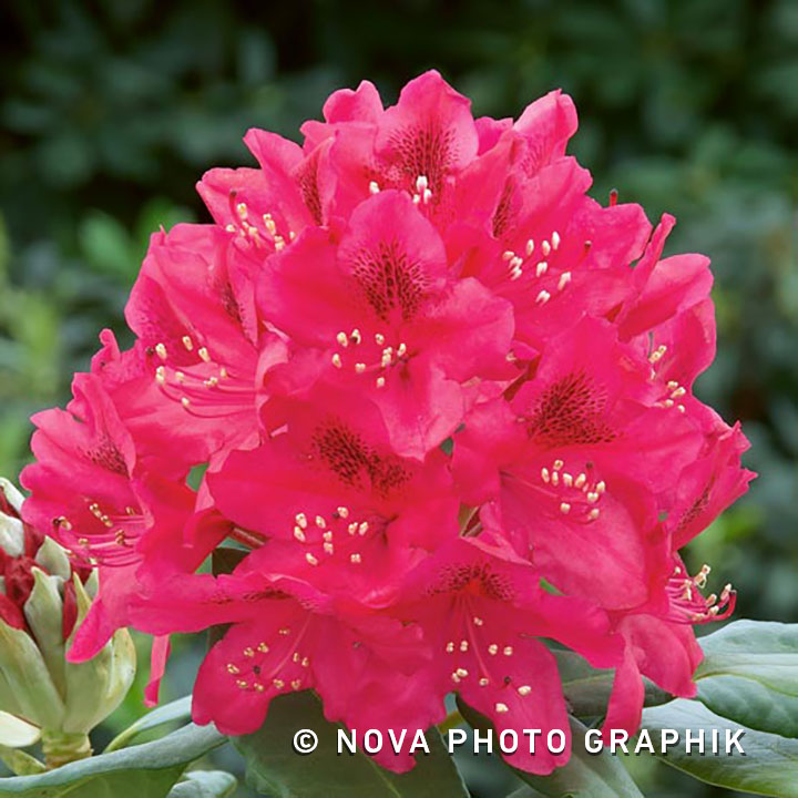 Rhododendron ‘Nova Zembla’