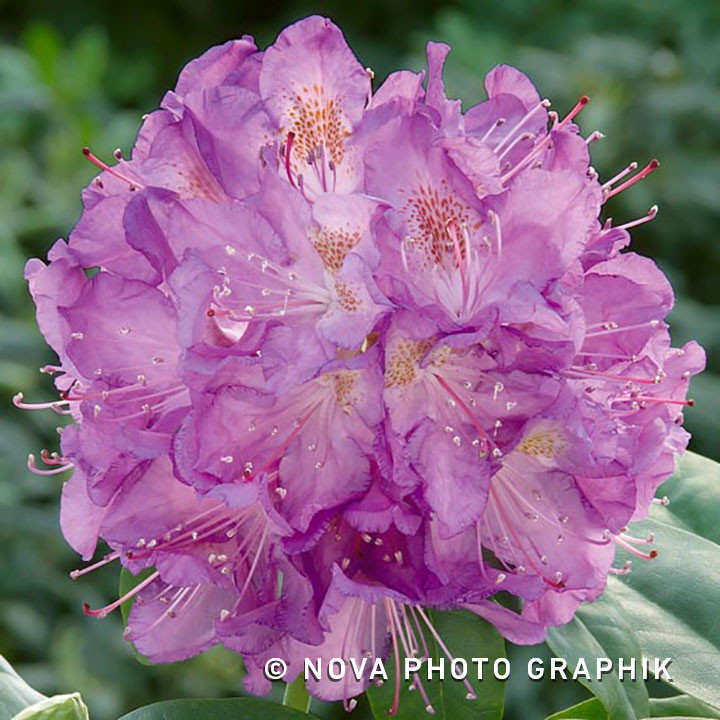 Rhododendron catawbiense ‘Grandiflorum’