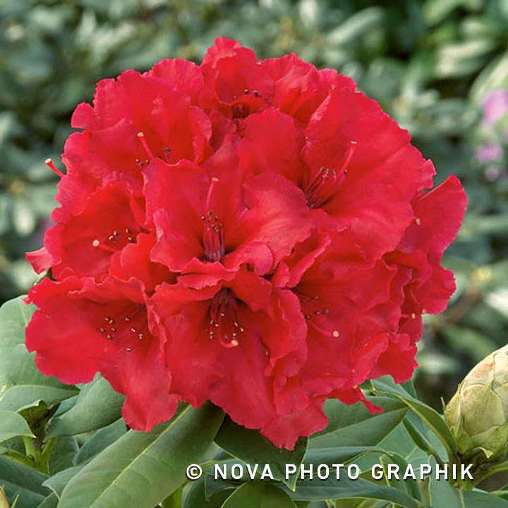 Rhododendron ‘Red Jack’