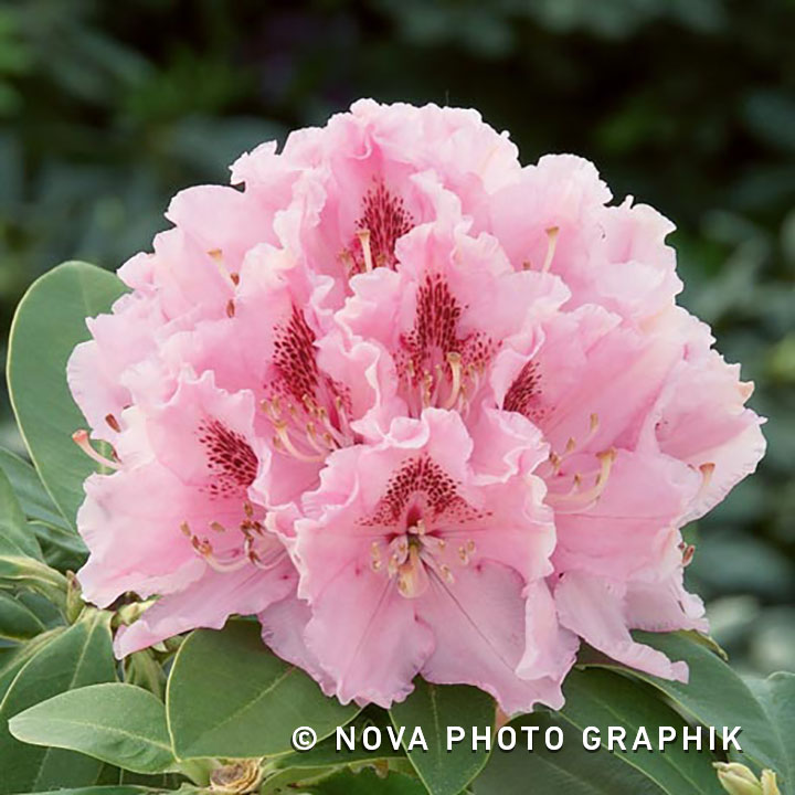 Rhododendron ‘Albert Schweitzer’