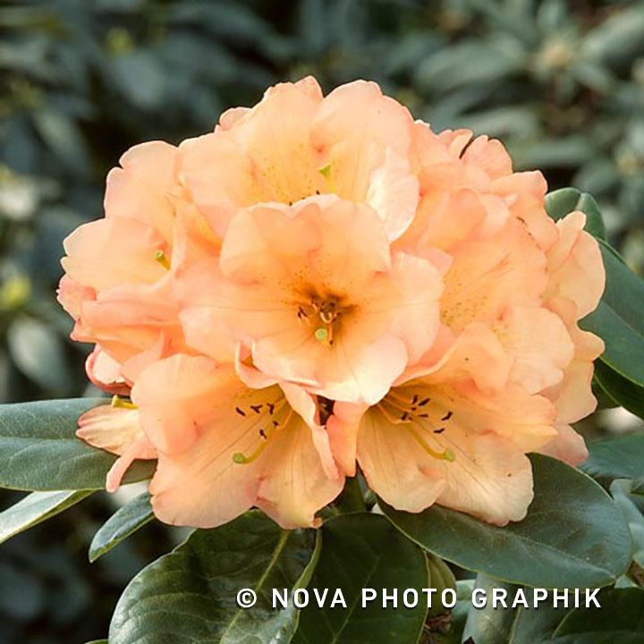 Rhododendron ‘Viscy’