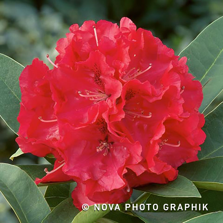 Rhododendron ‘Wilgen’s Ruby’