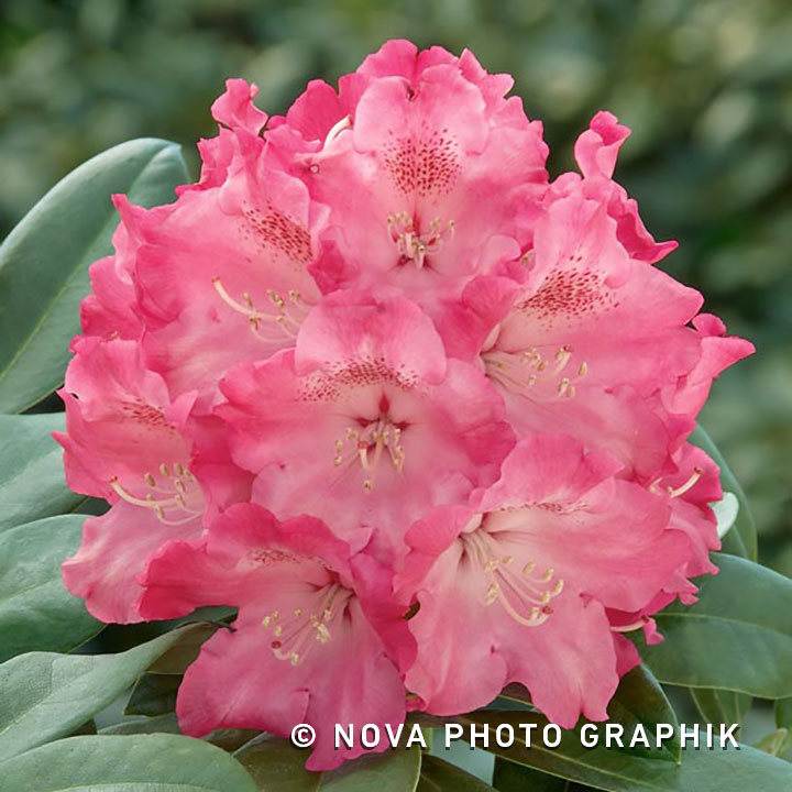 Rhododendron yakushimanum ‘Morgenrot’