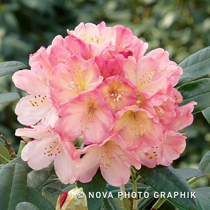Rhododendron yakushimanum ‘Percy Wiseman’