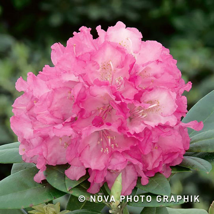 Rhododendron yakushimanum ‘Polaris’