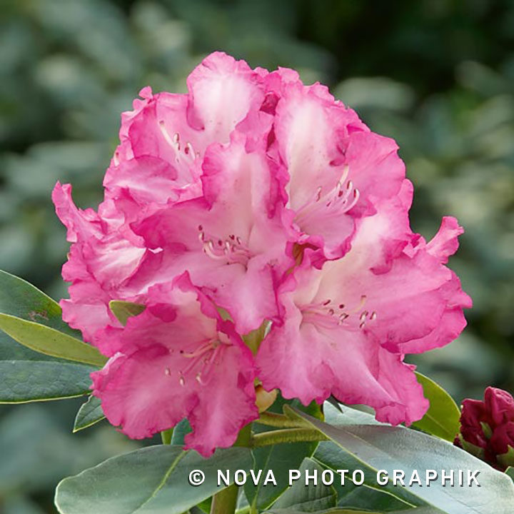 Rhododendron yakushimanum ‘Blurettia’