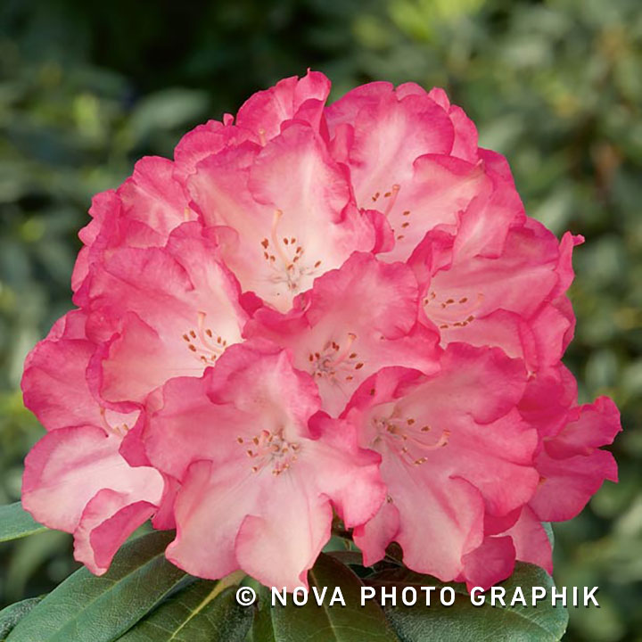 Rhododendron yakushimanum ‘Fantastica’