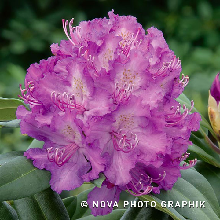 Rhododendron ‘Alfred’