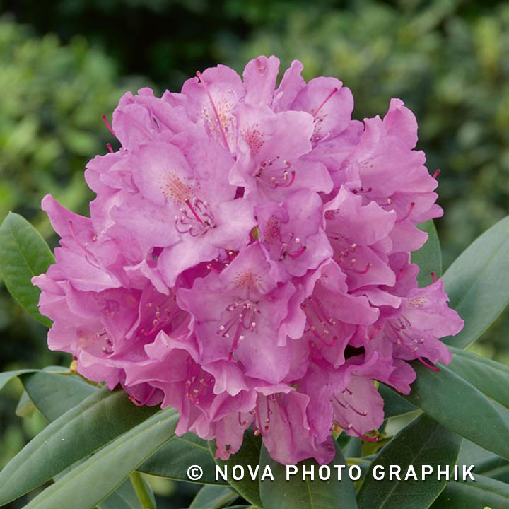 Rhododendron ponticum ‘Roseum’