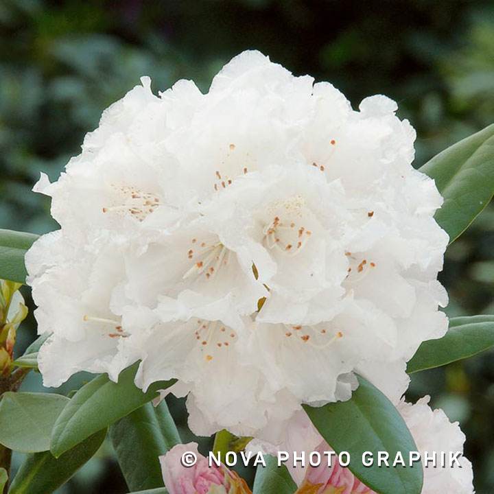Rhododendron ‘Porzellan’