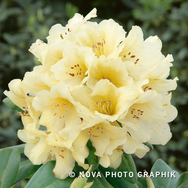 Rhododendron yakushimanum ‘Flava’