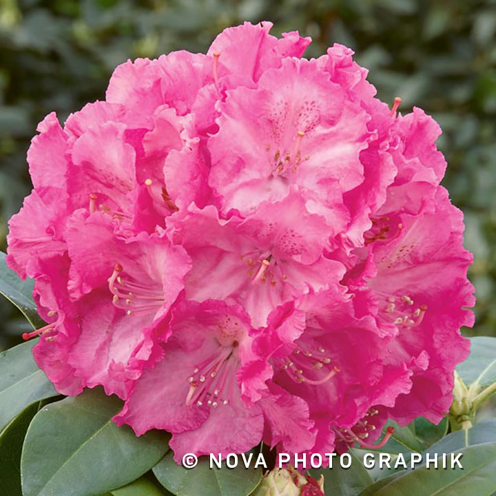 Rhododendron ‘Germania ®’