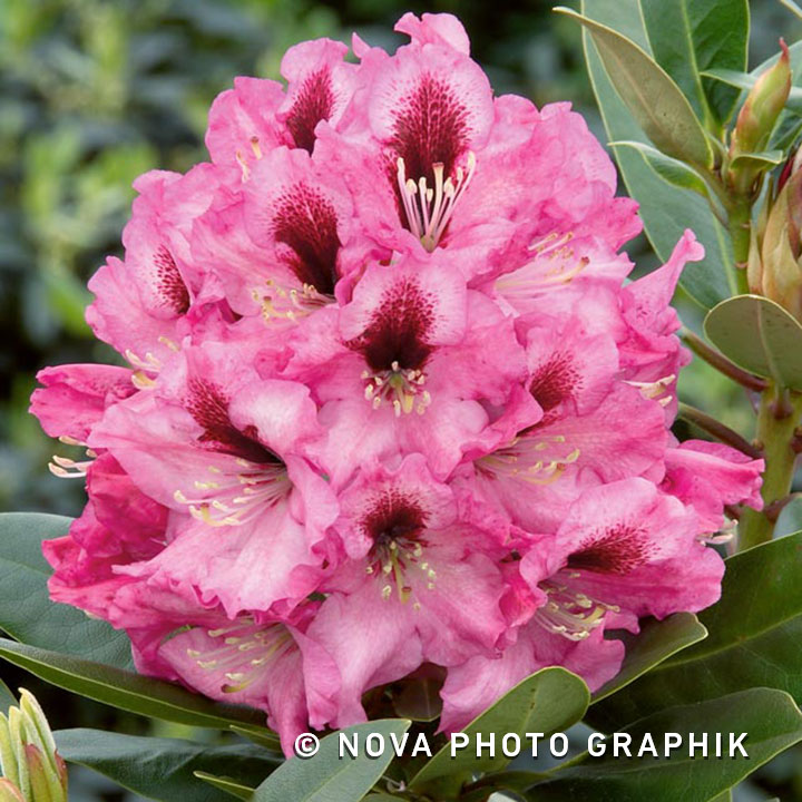 Rhododendron ‘Kokardia’