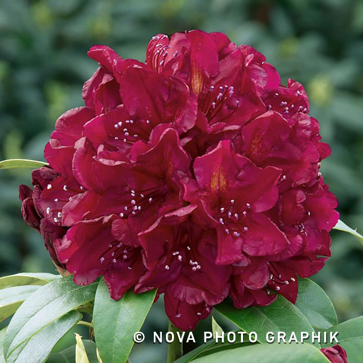 Rhododendron ‘Moser’s Maroon’