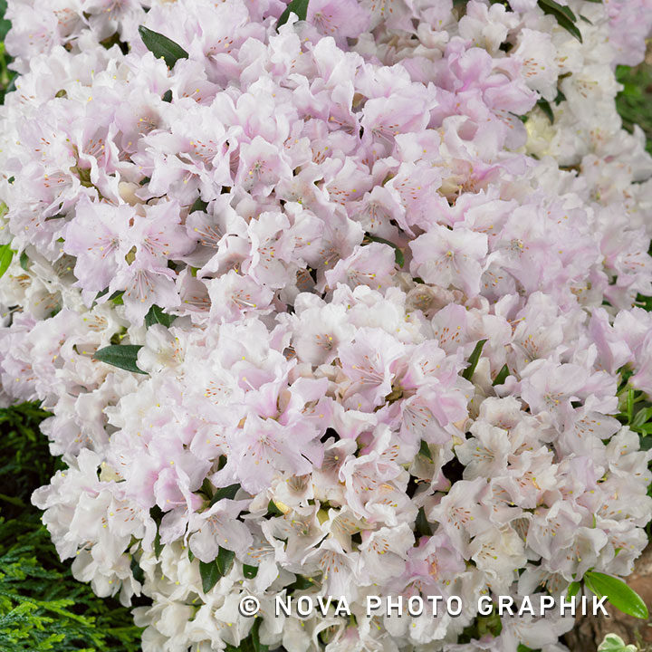 Rhododendron impeditum ‘Album’