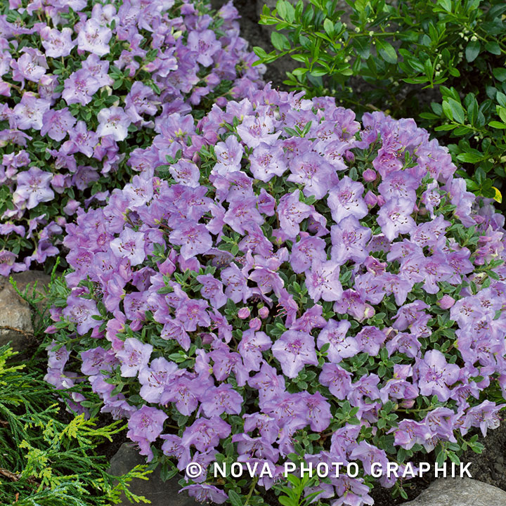 Rhododendron ‘Keleticum’