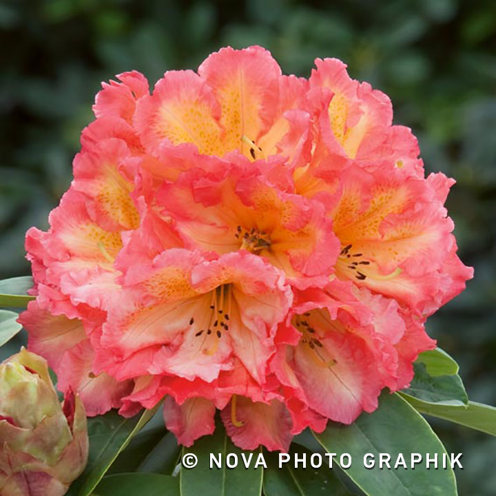 Rhododendron ‘Scyphocalix’