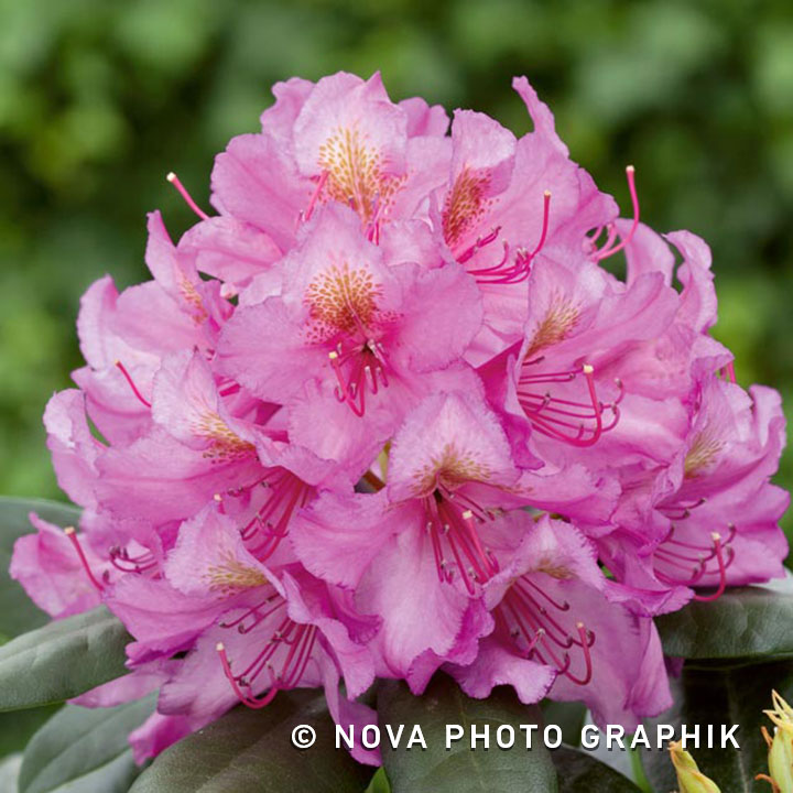 Rhododendron ‘Delta’