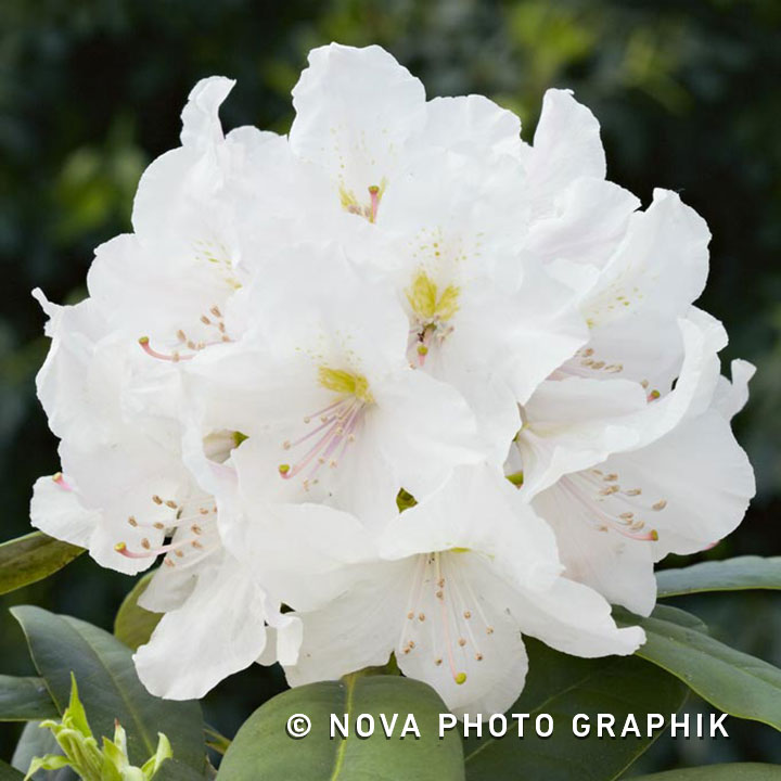 Rhododendron ‘Chionoides’