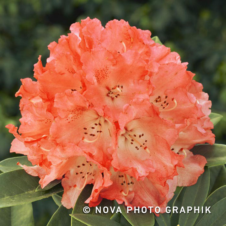 Rhododendron ‘Virginia Richards’