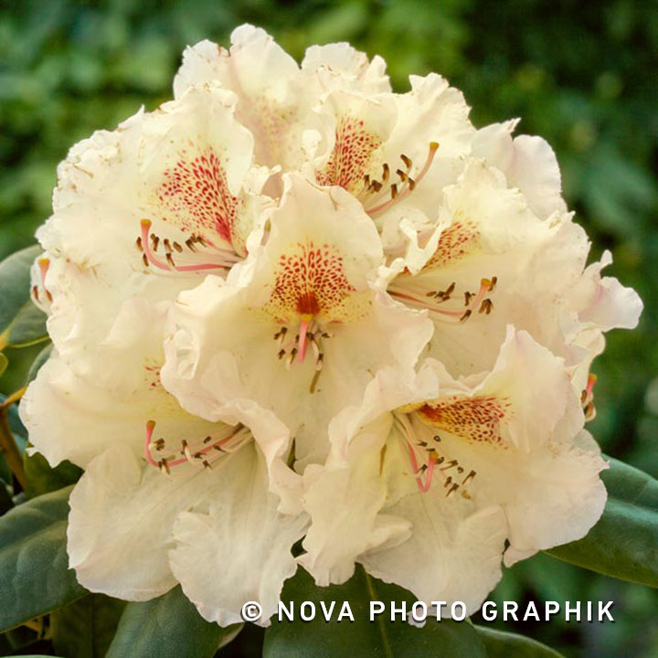 Rhododendron ‘Gartendirektor Rieger’