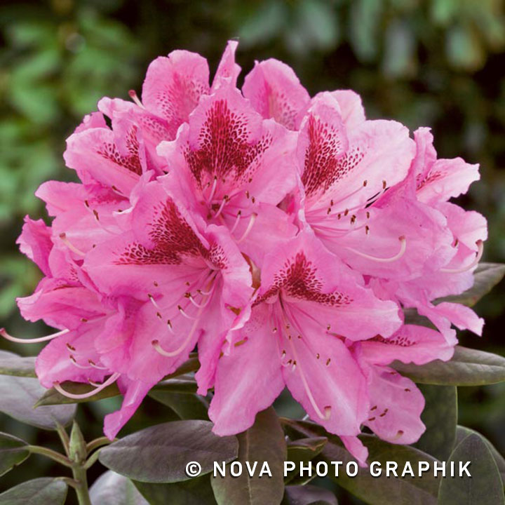 Rhododendron ‘Cosmopolitan’