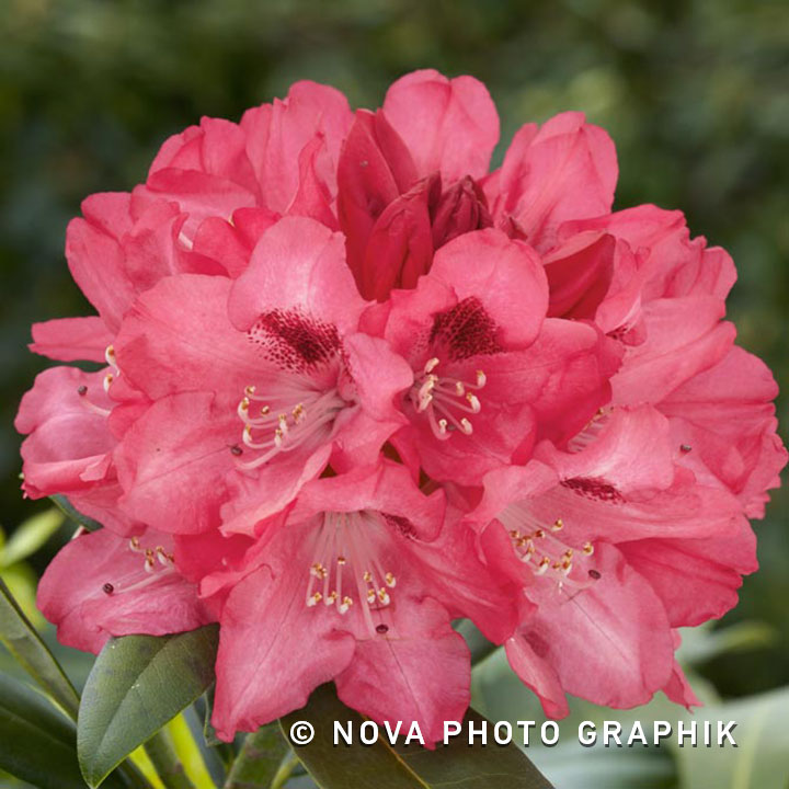 Rhododendron yakushimanum ‘Sneezy’