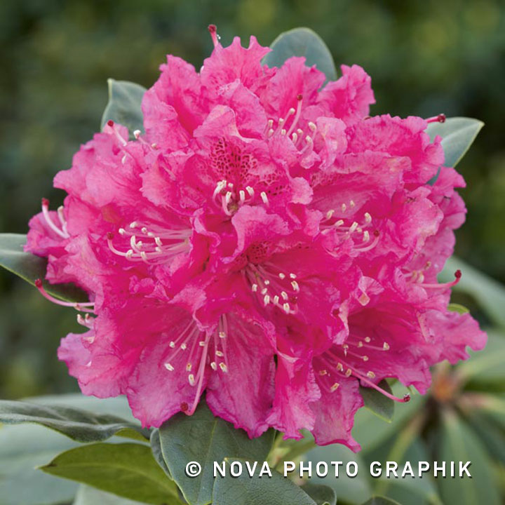 Rhododendron ‘Rocket’