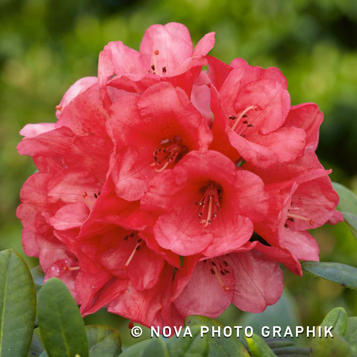 Rhododendron yakushimanum ‘Surrey Heath’