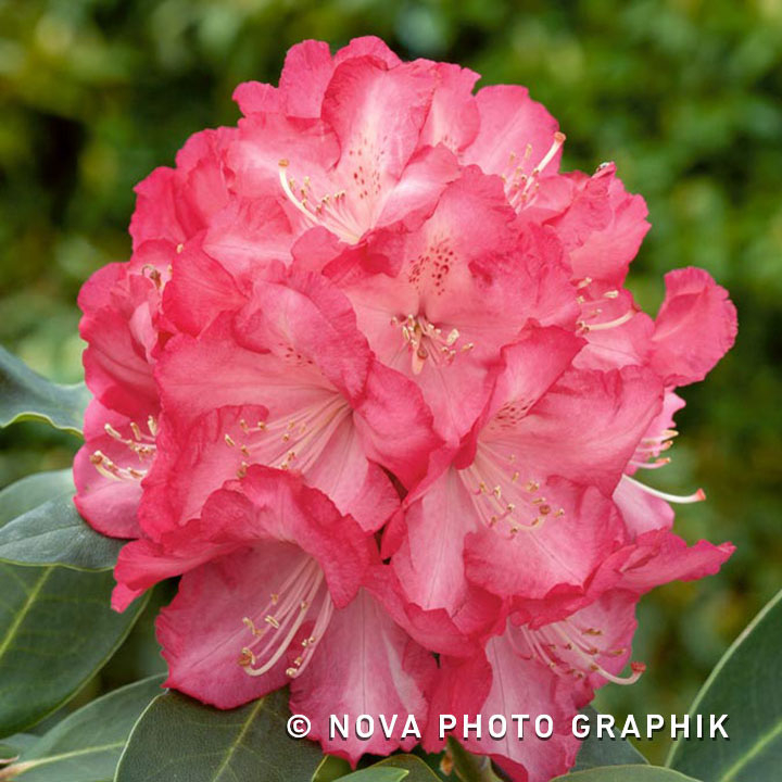 Rhododendron ‘Souv. Of A. Waterer’