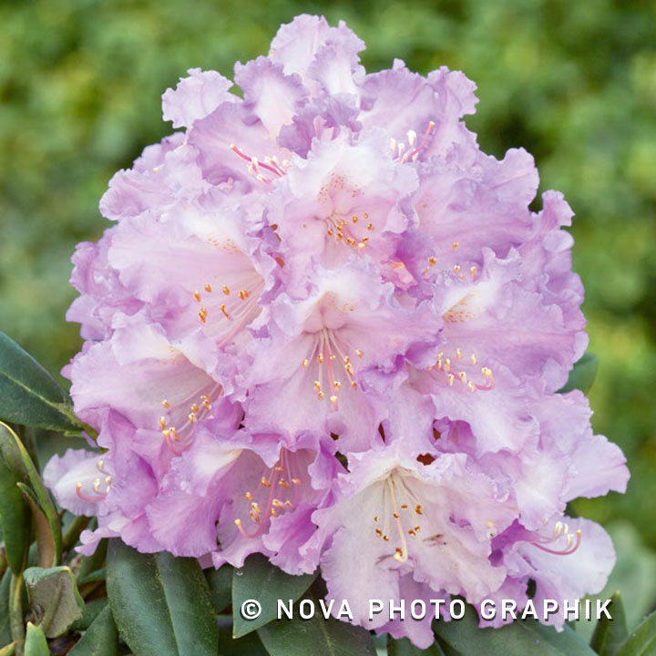 Rhododendron yakushimanum ‘Caroline Allbrook’